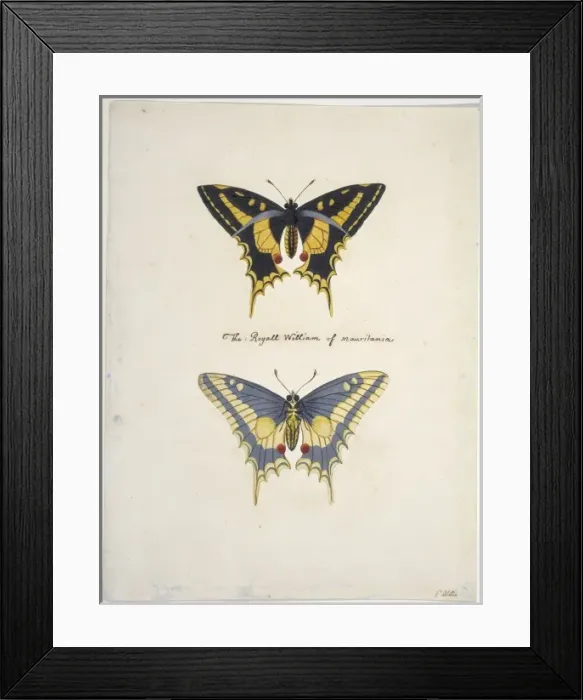Framed Print : Unpublished lepidoptera watercolour by Eleazar Albin Framed Print : Unpublished lepidoptera watercolour by Eleazar Albin