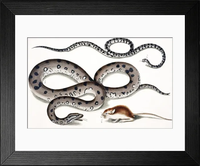 Framed Print : Snake and rodent by Albertus Seba Framed Print : Snake and rodent by Albertus Seba