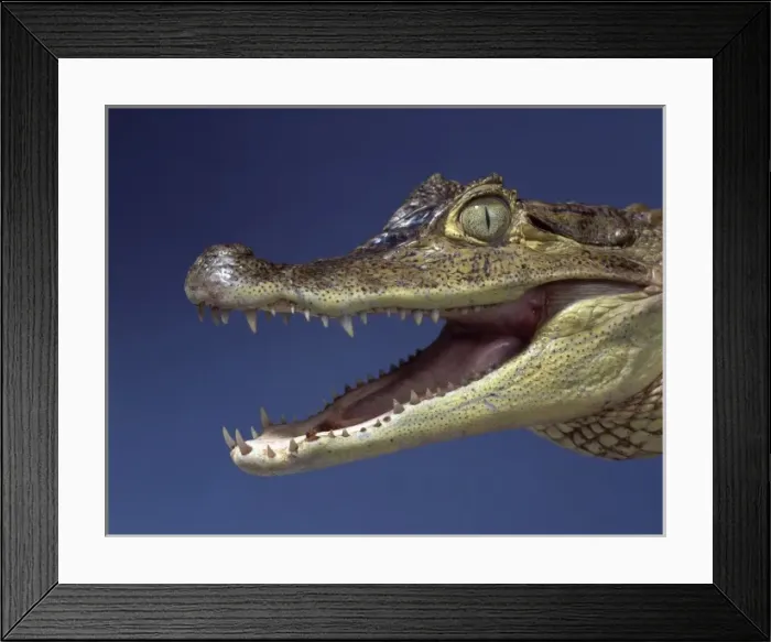 Framed Print : Caiman crocodilus, spectacled caiman Framed Print : Caiman crocodilus, spectacled caiman