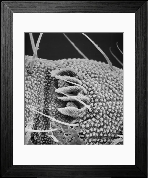 Framed Print : Collembola sp. springtail Framed Print : Collembola sp. springtail