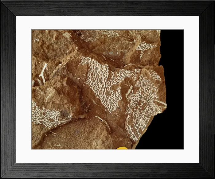 Framed Print : Chasmatopora furcata eichwald, bryozoan Framed Print : Chasmatopora furcata eichwald, bryozoan