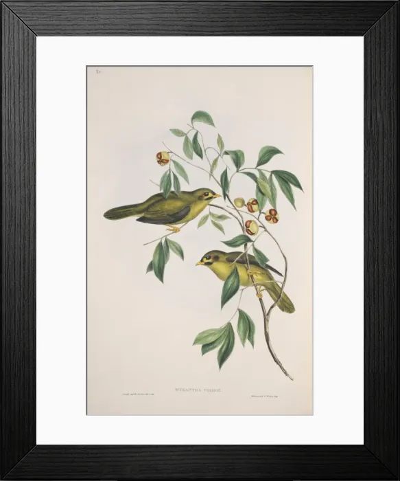 Framed Print : Manorina melanophrys, bell miner Framed Print : Manorina melanophrys, bell miner