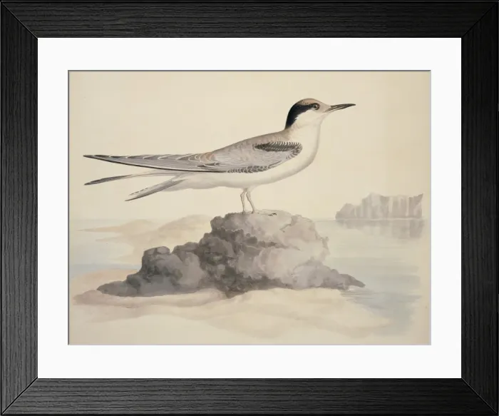 Framed Print : Sterna hirundo, common tern Framed Print : Sterna hirundo, common tern