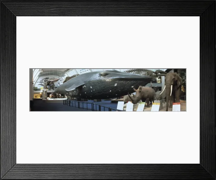 Framed Print : Blue whale exhibit Framed Print : Blue whale exhibit