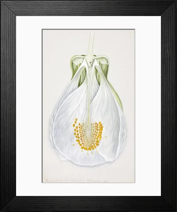 Framed Print : Abutilon darwini Framed Print : Abutilon darwini