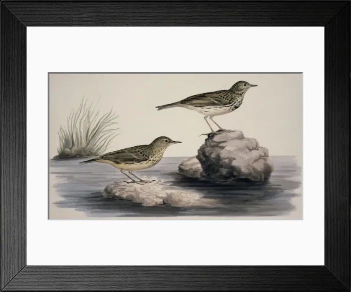 Framed Print : Anthus petrosus, rock pipit Framed Print : Anthus petrosus, rock pipit