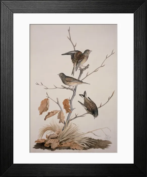 Framed Print : Carduelis cannabina, common linnet Framed Print : Carduelis cannabina, common linnet