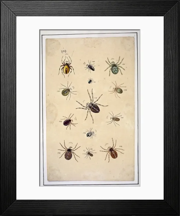 Framed Print : English spiders by Eleazar Albin Framed Print : English spiders by Eleazar Albin