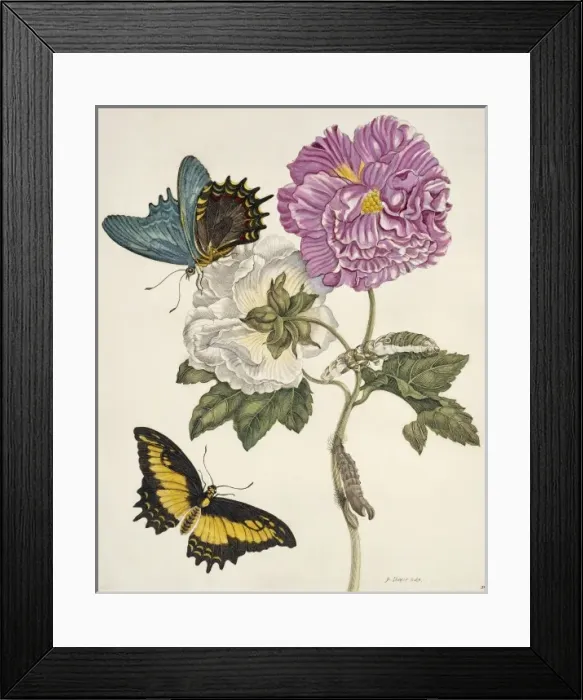 Framed Print : Insects of Surinam Framed Print : Insects of Surinam