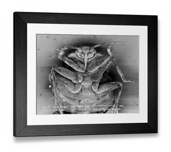 Framed Print : Cimex lectularius, bed bug Framed Print : Cimex lectularius, bed bug