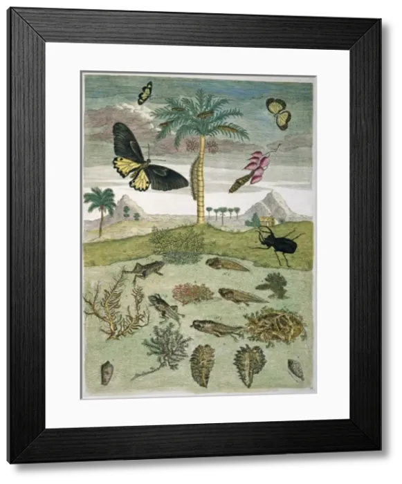 Framed Print : Insects, plants & shells against landscape Framed Print : Insects, plants & shells against landscape