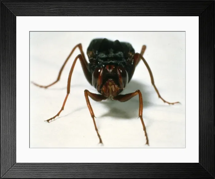 Framed Print : Gyrostigma rhinocerontis, rhinoceros stomach botfly Framed Print : Gyrostigma rhinocerontis, rhinoceros stomach botfly