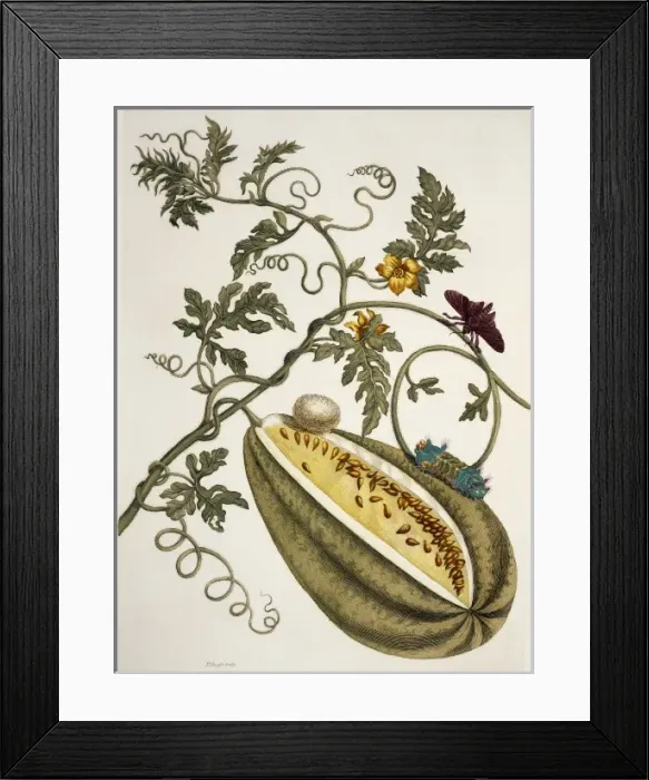 Framed Print : Insects of Surinam Framed Print : Insects of Surinam