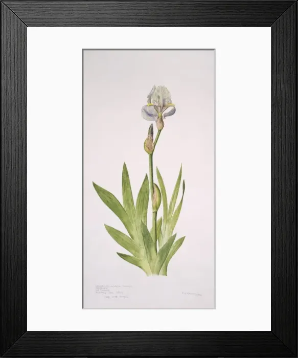 Framed Print : Iris pallida, bearded iris Framed Print : Iris pallida, bearded iris