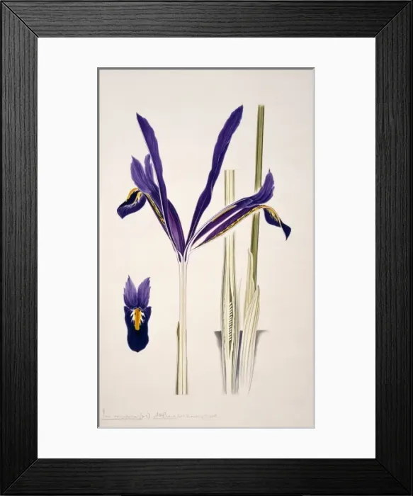 Framed Print : Iris reticulata, reticulated iris Framed Print : Iris reticulata, reticulated iris
