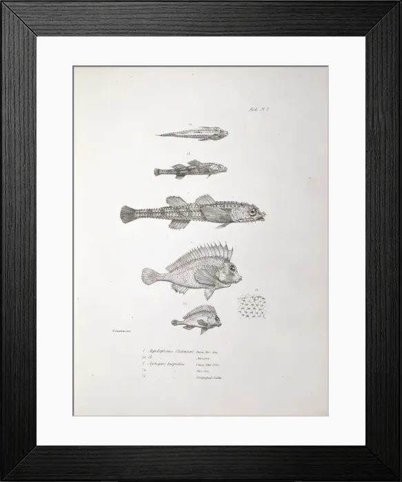 Framed Print : Plate from Charles Darwins Zoology of the Voyage of the Bea Framed Print : Plate from Charles Darwins Zoology of the Voyage of the Bea