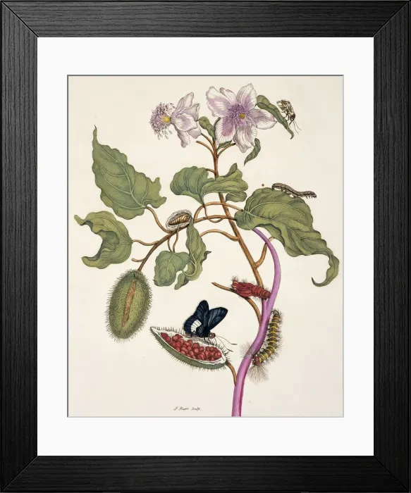 Framed Print : Insects of Surinam Framed Print : Insects of Surinam