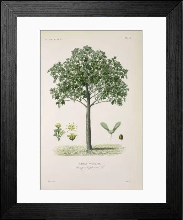 Framed Print : Acer pseudoplatanus, sycamore or great maple Framed Print : Acer pseudoplatanus, sycamore or great maple