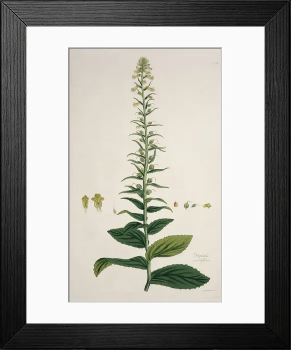 Framed Print : Digitalis viridiflora, foxglove Framed Print : Digitalis viridiflora, foxglove