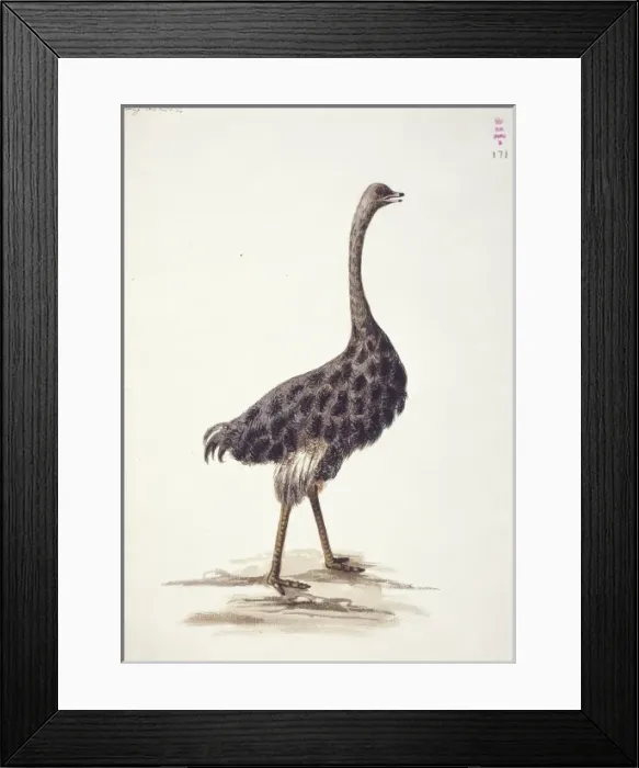 Framed Print : Struthio camelus, ostrich Framed Print : Struthio camelus, ostrich