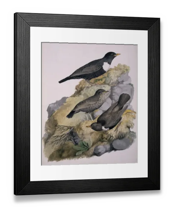 Framed Print : Turdus torquatus, ring ouzel Framed Print : Turdus torquatus, ring ouzel