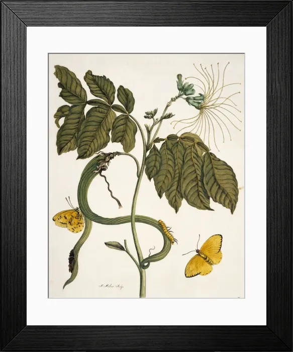 Framed Print : Insects of Surinam Framed Print : Insects of Surinam