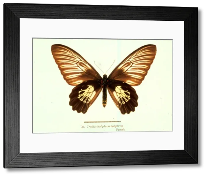Framed Print : Troides haliphron, birdwing butterfly Framed Print : Troides haliphron, birdwing butterfly