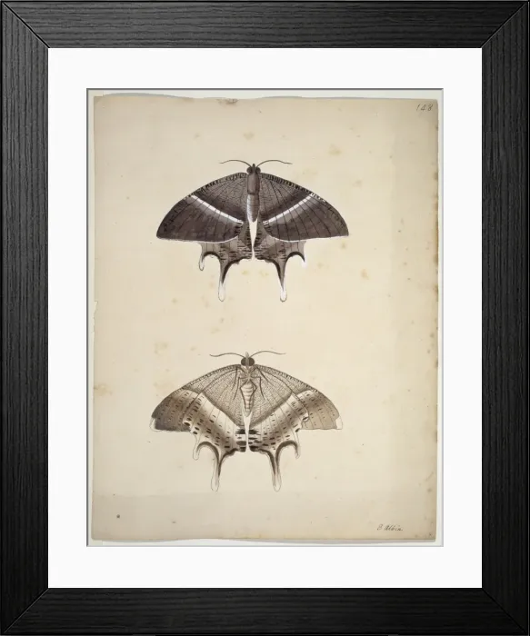 Framed Print : Unpublished lepidoptera watercolour by Eleazar Albin Framed Print : Unpublished lepidoptera watercolour by Eleazar Albin