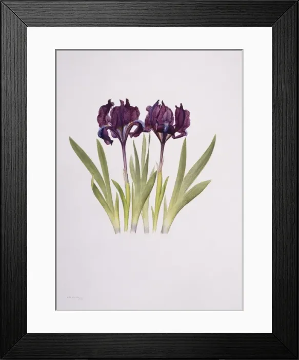 Framed Print : Iris pumila, dwarf pogon iris Framed Print : Iris pumila, dwarf pogon iris