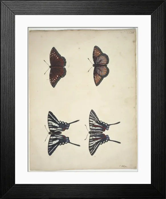 Framed Print : Eurytides marcellus, zebra swallowtail (bottom) Framed Print : Eurytides marcellus, zebra swallowtail (bottom)