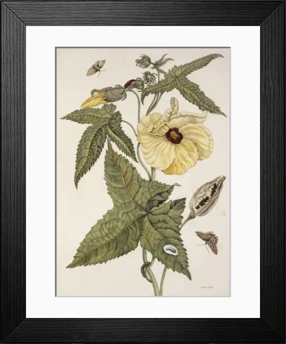 Framed Print : Insects of Surinam Framed Print : Insects of Surinam