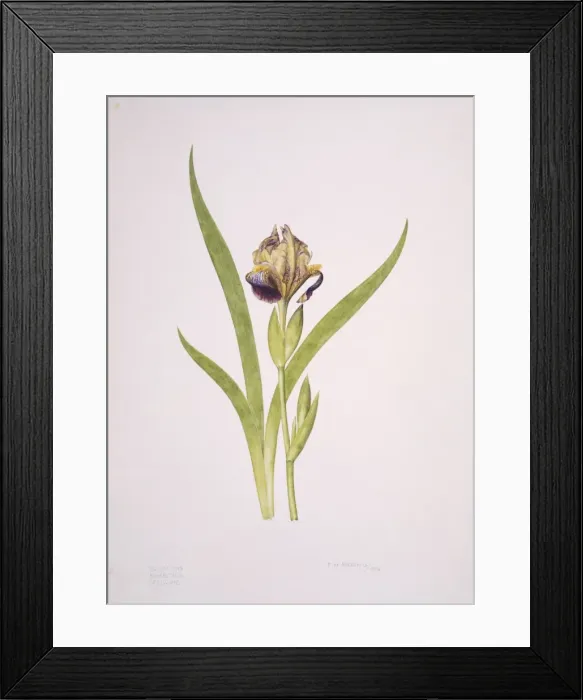 Framed Print : Iris sp. iris Framed Print : Iris sp. iris