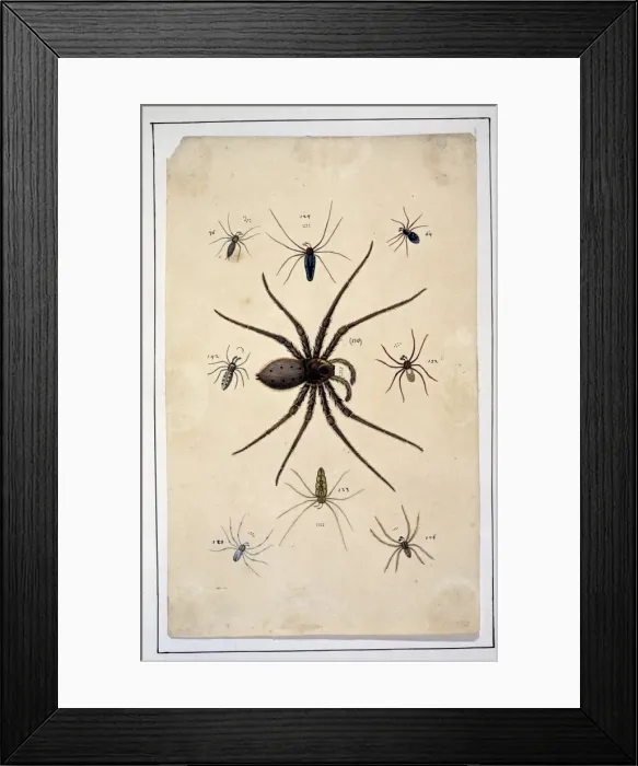 Framed Print : English spiders by Eleazar Albin Framed Print : English spiders by Eleazar Albin