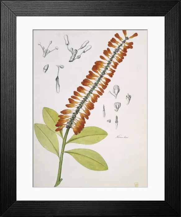 Framed Print : Norantea guianensis, red hot poker Framed Print : Norantea guianensis, red hot poker