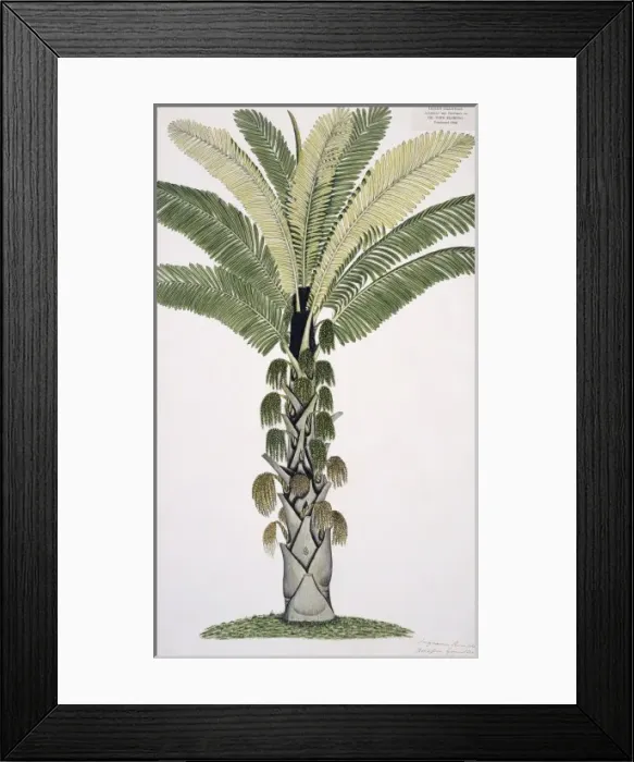 Framed Print : Plant Illustration Framed Print : Plant Illustration