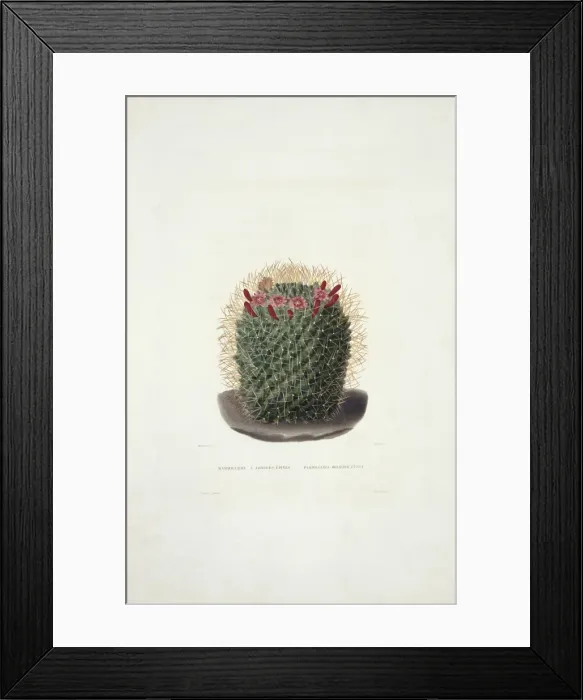 Framed Print : Mammillaria dolichocentra, cactus Framed Print : Mammillaria dolichocentra, cactus