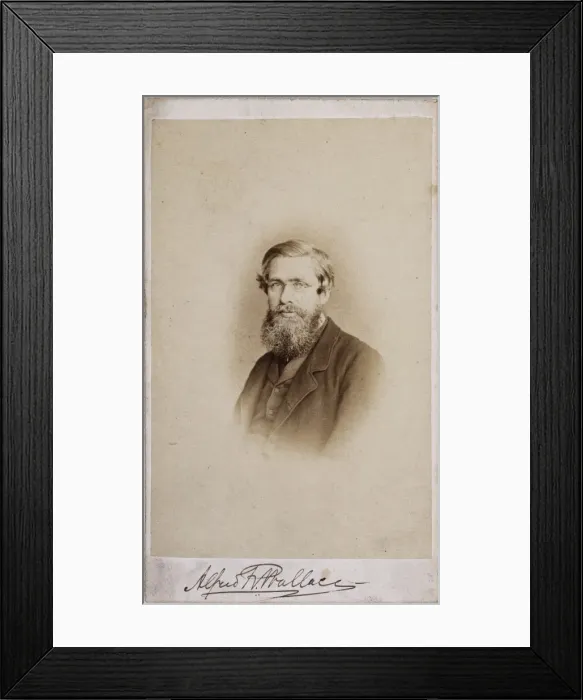 Framed Print : Alfred Russel Wallace (1823-1913) Framed Print : Alfred Russel Wallace (1823-1913)