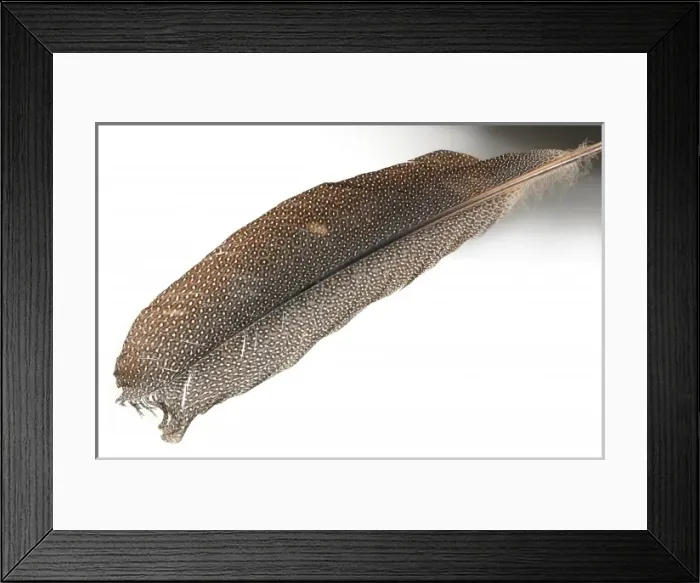 Framed Print : Argusianus argus, great argus Framed Print : Argusianus argus, great argus