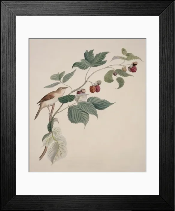 Framed Print : Sylvia communis, greater whitethroat Framed Print : Sylvia communis, greater whitethroat