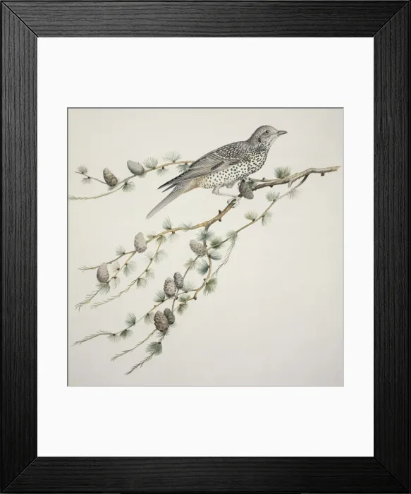 Framed Print : Turdus viscivorus, mistle thrush Framed Print : Turdus viscivorus, mistle thrush