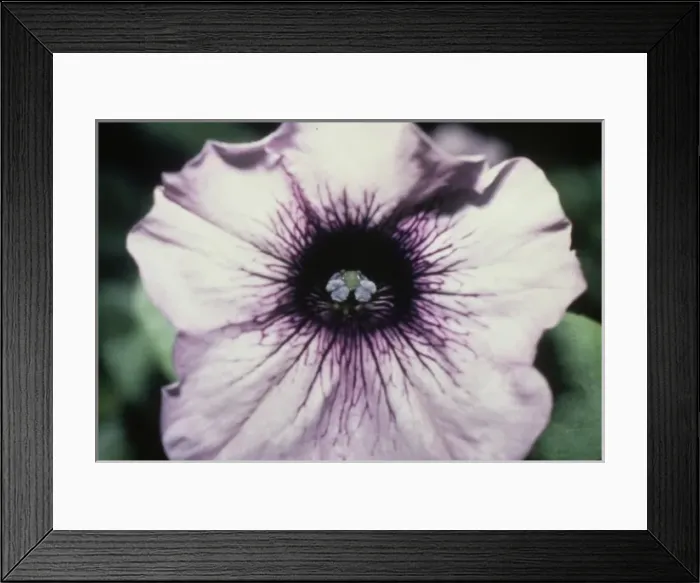 Framed Print : Petunia hybrida, petunia Framed Print : Petunia hybrida, petunia