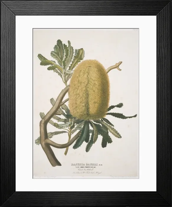 Framed Print : Banksia baueri, woolly banksia Framed Print : Banksia baueri, woolly banksia