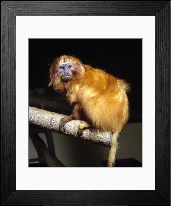 Framed Print : Leontopithecus rosalia, golden lion tamarin Framed Print : Leontopithecus rosalia, golden lion tamarin