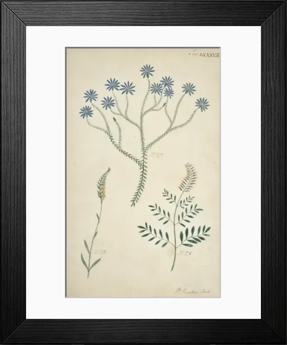 Framed Print : Plant drawing Framed Print : Plant drawing