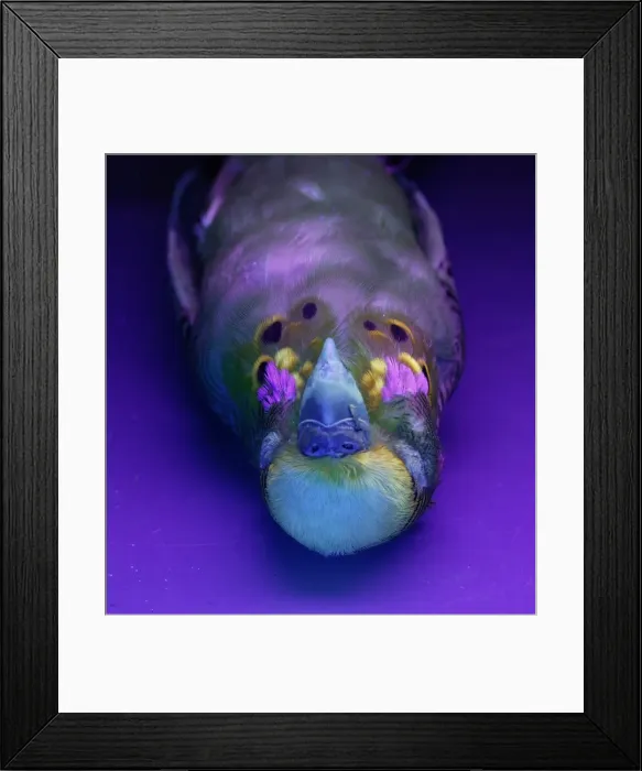 Framed Print : Melopsittacus undulatus, budgerigar Framed Print : Melopsittacus undulatus, budgerigar