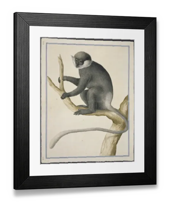 Framed Print : Trachypithecus vetulus, purple-faced leaf monkey Framed Print : Trachypithecus vetulus, purple-faced leaf monkey