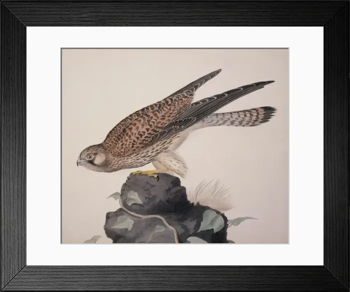 Framed Print : Falco tinnunculus, common kestrel Framed Print : Falco tinnunculus, common kestrel
