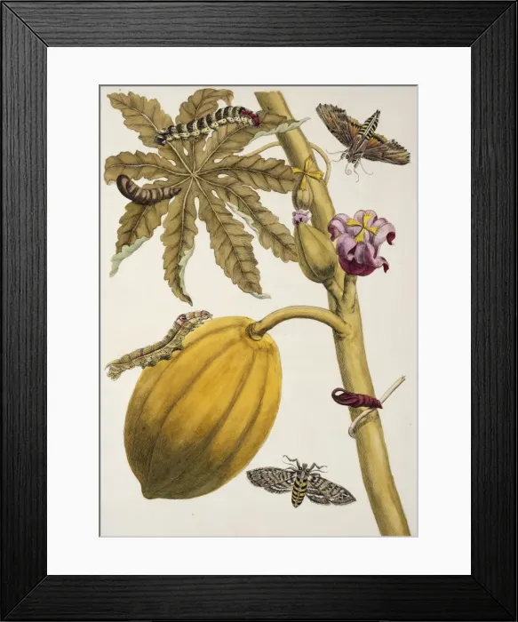 Framed Print : Insects of Surinam Framed Print : Insects of Surinam