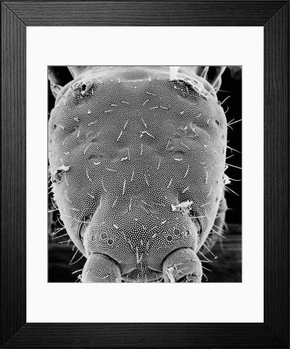 Framed Print : Collembola, springtail Framed Print : Collembola, springtail
