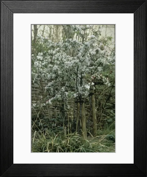 Framed Print : Malus sylvestris, crab apple Framed Print : Malus sylvestris, crab apple